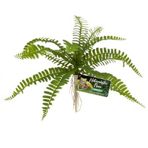 Flora Sword Fern