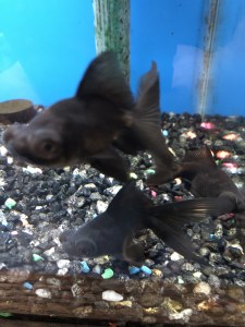 Black Moor