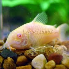 Green Aneus Cory Cat
