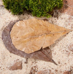 Hermit crab catappa leaves