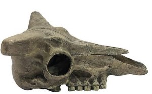 Kom Hideout Deer Skull