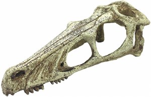 Komodo  Raptor Skull Lg