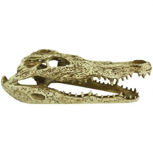 Komodo Alligator Skull 9&quot;