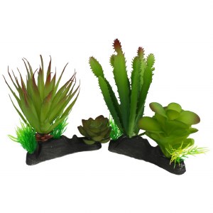 Komodo Cactus &amp; Succulent