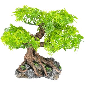 Komodo Plant Bonsai Sm
