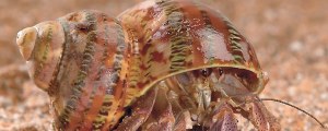 Land Hermit Crab