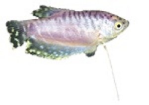Lavender Gourami