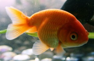 LIONHEAD GOLDFISH