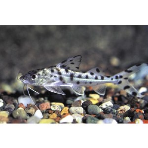 Polkadot Pictus Catfish