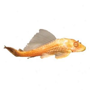 Albino Chocolate Plecostomus