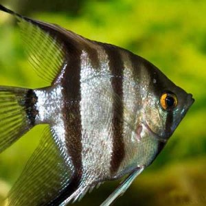 Angelfish