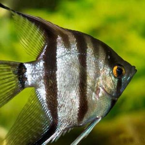 ANGELFISH