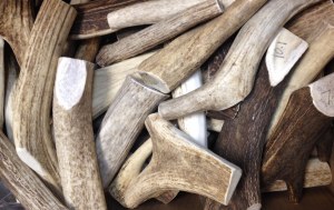 Deer Antler $3.49 per oz