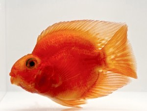 Blood Parrot Cichlid