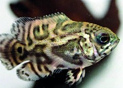 Common oscar