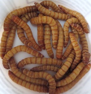 Giant MealWorms 35Pk