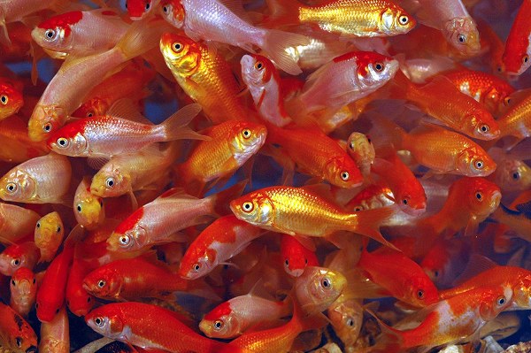 Feeder Goldfish - PET NATION