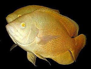 Lemon Oscar