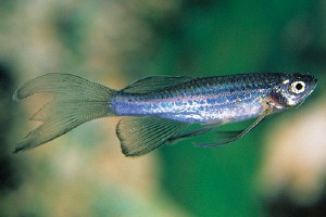 Longfin Blue Danio