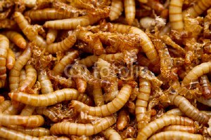 Mealworms Standard  100 TL