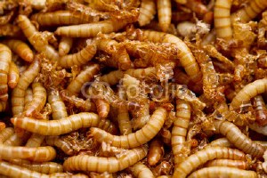 Mealworms Standard  100 TL