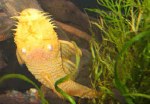 ALBINO BRISTLENOSE PLECO
