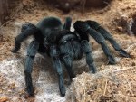 Black Beauty Tarantula
