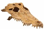 Exo Terra Crocodile Skull