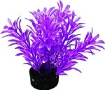 Exotic Mini Plant Neon Purple