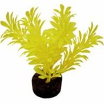 Exotic Mini Plant Neon Yellow