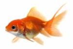 ORANDA GOLDFISH