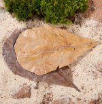 Hermit crab catappa leaves