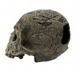 Komodo Human Skull Text