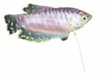 Lavender Gourami