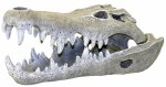 Nile Croc Skull