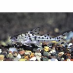 Polkadot Pictus Catfish
