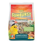 Sunburst Canary Finch 2#
