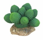 Weco Badlands Pt Sonora Cactus