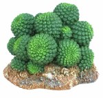 Weco Badlands Sonoran Cactus