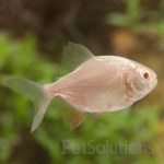 Albino Pacu