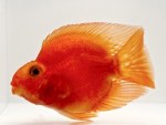 Blood Red Parrot Cichlid