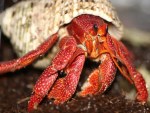 Hermit Crab Jumbo