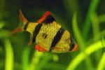 Tiger Barb