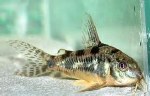 PALEATUS CORY