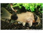 Panda Cory