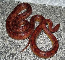 CORN SNAKE