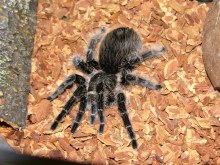 CURLY HAIR SPIDER