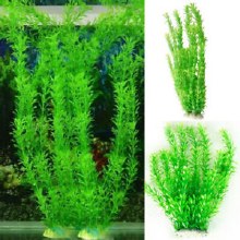 ELODEA DENSA BUNCH