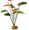EXO -ANTHURIUM BUSH