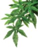 EXO TERRA PLANT ABUTILON LRG